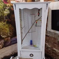 لانه عروس هلندی
