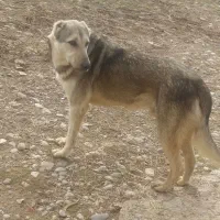 سگ گله|سگ|کرمانشاه, |دیوار