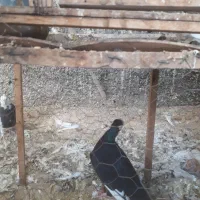کبوتر غره سوری اصل|پرنده|سمنان, |دیوار
