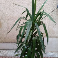 گل یوکا طبیعی|گل و گیاه طبیعی|قدس, شهرقدس|دیوار