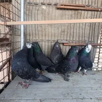 کفتر شمرونی کفتر اخمو یجایی و تکی