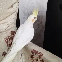 عروس هلندی لوتینو و آلبینو