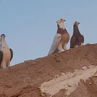 کبوتر