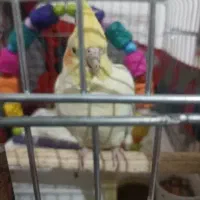 پرنده تمیز و سر حال