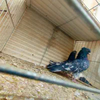 مایه کفترهای بعدازظهری کاشان|پرنده|کاشان, میدانگاه آقا|دیوار