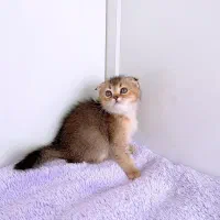 بریتیش و اسکاتیش و پرشین و چین چیلا