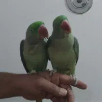 شاه طوطی دستی