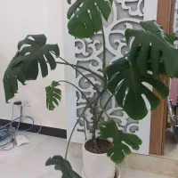 برگ انجیری برگ پهن