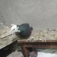 فروش کبوتر|پرنده|ایلخچی, |دیوار