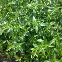 سوئیت روستایی و سنتی در دل کوهستان با امکانات