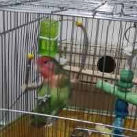 طوطی برزیلی جفت،خیلی خوش رنگ|پرنده|مشکیندشت, |دیوار