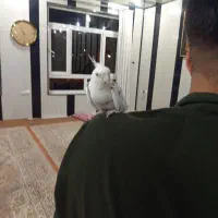 یک عروس هلندی آلبینو سخنگو کاملا اهلی