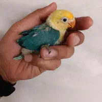 5عدد کوتوله نژاد دار