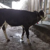 فروشی گوساله سیمینتال نر ۳.۵ الا ۴ماهه|حیوانات مزرعه|گمیشان, |دیوار