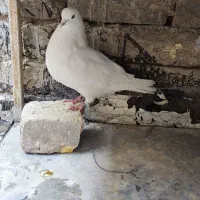 کفتر|پرنده|خمینی‌شهر, |دیوار