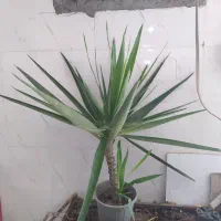 گل و گیاه یوکا