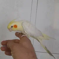 عروس هلندی .طوطی برزیلی