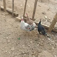 بوقلمون محلی واکسن زده وتمیز وسرحال|حیوانات مزرعه|یاسوج, |دیوار