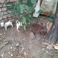 توله سگ پاکوتاه