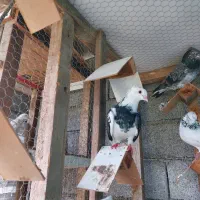 کبوتر کفتر|پرنده|بابل, |دیوار