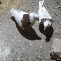 کبوتر همه نمونه