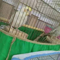 عروس هلندی نر و ماده