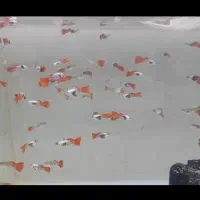 ماهی گوپی فقط25 تومن