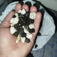 سنگ اکواریوم