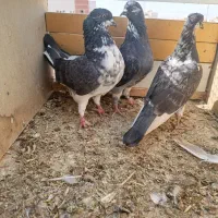 کبوتر|پرنده|آبیک, |دیوار