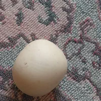 انگشتر وسنگ الماس