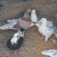 کفتر