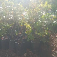 فروش گل محمدی|گل و گیاه طبیعی|فسا, |دیوار