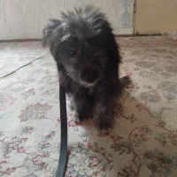 واگذاری سگ شیتزو|سگ|مشهد, عبادی|دیوار