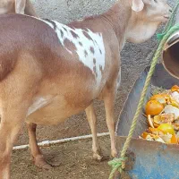 اول بخون بعد تماس بگید