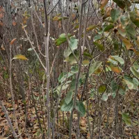 خرمالو گردو|گل و گیاه طبیعی|دلند, |دیوار