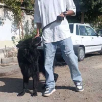 سگ ژرمن بلک سگ نگهبان و گارد|سگ|مشهد, سجاد شهر|دیوار