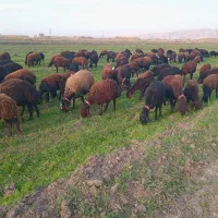 گوسفند شیشک و بره ماده|حیوانات مزرعه|بروجرد, |دیوار