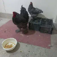 مولد برهما کوکو|حیوانات مزرعه|مشهد, کارمندان دوم|دیوار