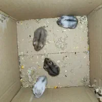 همستر کمپل|موش و خرگوش|تهران, بریانک|دیوار