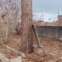 درخت کاج|گل و گیاه طبیعی|نیشابور, فردوس شمالی|دیوار