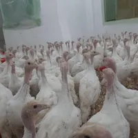نیمچه بوقلمون بیوتی۶ ۲ ماهه