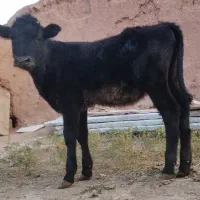 گوساله ماده  شاروله خوب و خوش خوراک