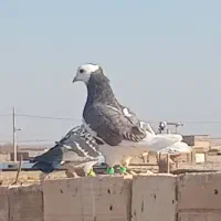 چهار عدد کبوتر پرشی