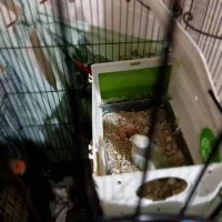 کتوله برزیلی|پرنده|کوه چنار, |دیوار