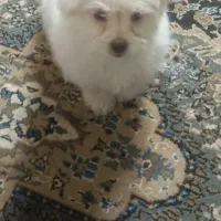 سگ  اشپیدز|سگ|کرمان, |دیوار