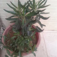 گل طبیعی