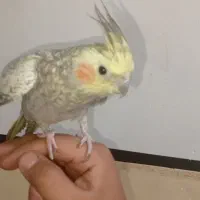 10000000|پرنده|گتوند, |دیوار