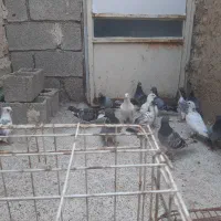 پلاکی