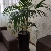 درختچه آپارتمانی طبیعی کنتیا