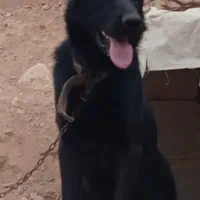 سگ ژرمن سیاه